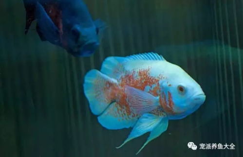 关心我们的鱼 观赏鱼到底能活多久？从寿终正寝到各年龄一览