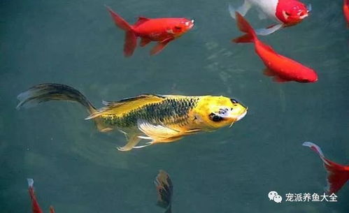 养了半年的观赏鱼依旧怕人？从躲藏到亲近的完整指南