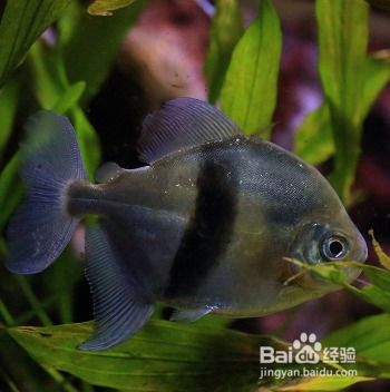 观赏鱼怎样饲养
