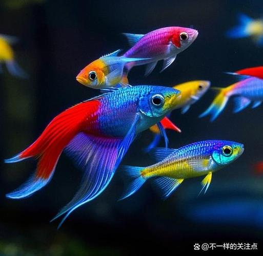 五彩琴尾鱼,观赏鱼界的颜值担当!